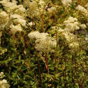  - Filipendula ulmaria var. ulmaria 