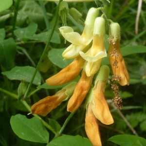  - Lathyrus occidentalis subsp. grandiflorus (Fritsch) Bässler [1973]