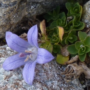 Photographie n°204922 du taxon Campanula cenisia L. [1763]