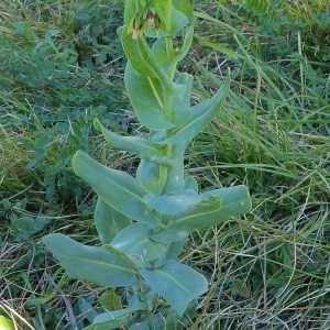 Photographie n°204923 du taxon Cerinthe minor L. [1753]