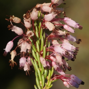  - Erica multiflora L. [1753]