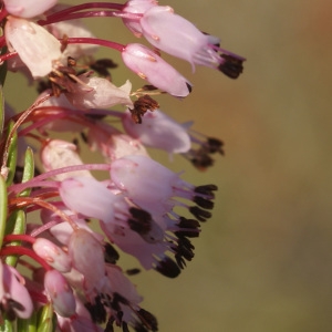  - Erica multiflora L. [1753]