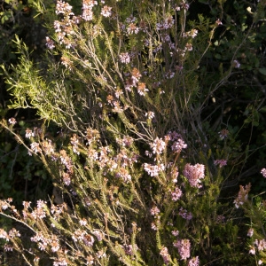  - Erica multiflora L. [1753]