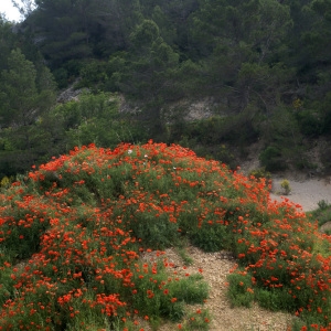 Photographie n°204941 du taxon Papaver rhoeas L. [1753]