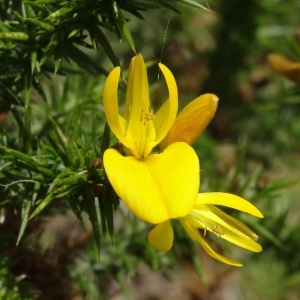 Photographie n°204957 du taxon Ulex minor Roth