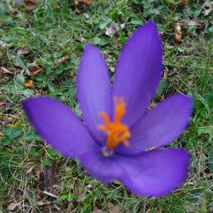 Photographie n°204963 du taxon Crocus nudiflorus Sm. [1798]