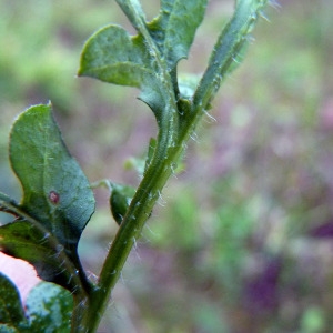 Photographie n°204972 du taxon Papaver rhoeas L. [1753]