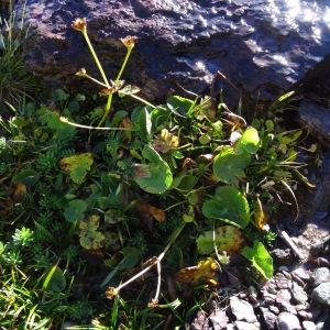 Photographie n°204990 du taxon Caltha palustris L. [1753]