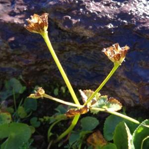 Photographie n°204991 du taxon Caltha palustris L. [1753]