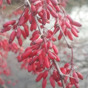 Photographie n°205006 du taxon Berberis vulgaris L. [1753]