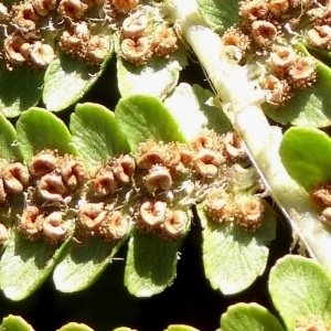 Photographie n°205025 du taxon Dryopteris affinis subsp. borreri (Newman) Fraser-Jenk. [1980]