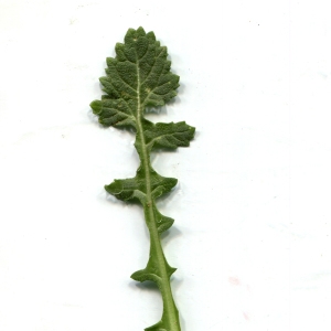  - Diplotaxis erucoides subsp. erucoides