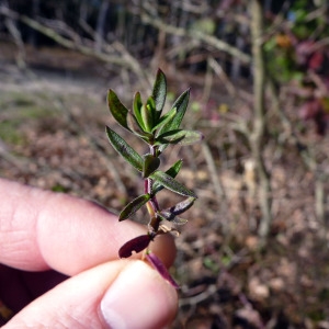 Photographie n°205041 du taxon Arenaria montana L. [1755]