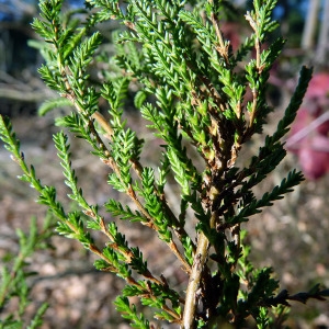 Photographie n°205047 du taxon Calluna vulgaris (L.) Hull