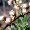  Emmanuel Stratmains - Calluna vulgaris (L.) Hull