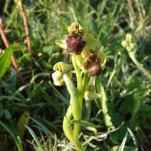  - Ophrys bombyliflora Link [1800]