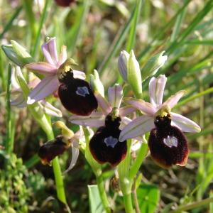 Photographie n°205060 du taxon Ophrys magniflora Melki & Geniez [1992]