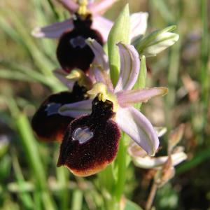 Photographie n°205061 du taxon Ophrys magniflora Melki & Geniez [1992]