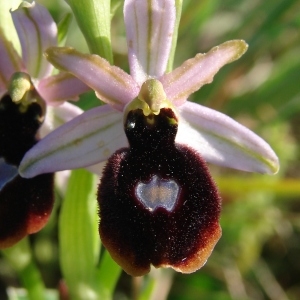 Photographie n°205062 du taxon Ophrys magniflora Melki & Geniez [1992]