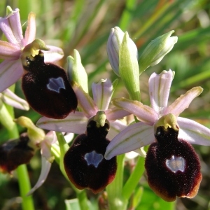 Photographie n°205063 du taxon Ophrys magniflora Melki & Geniez [1992]