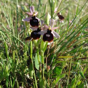 Photographie n°205064 du taxon Ophrys magniflora Melki & Geniez [1992]