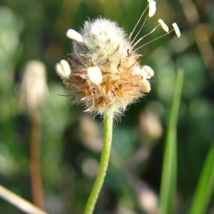 Photographie n°205065 du taxon Plantago lagopus L.