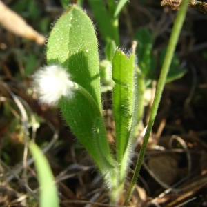 Photographie n°205066 du taxon Plantago lagopus L.