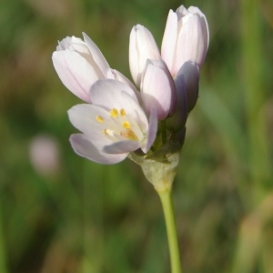 Photographie n°205067 du taxon Allium roseum L. [1753]
