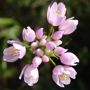 Photographie n°205069 du taxon Allium roseum L. [1753]