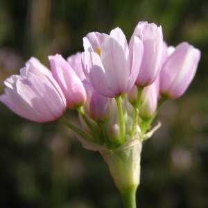 Photographie n°205070 du taxon Allium roseum L. [1753]