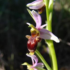 Photographie n°205072 du taxon Ophrys picta Link [1800]