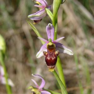 Photographie n°205073 du taxon Ophrys picta Link [1800]