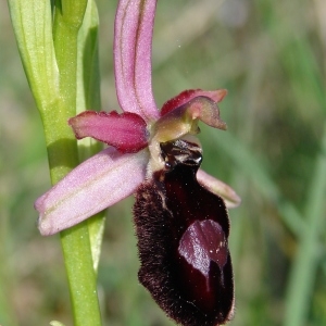 Photographie n°205076 du taxon Ophrys magniflora Melki & Geniez [1992]