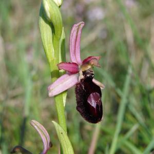Photographie n°205077 du taxon Ophrys magniflora Melki & Geniez [1992]