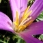  Alain Bigou - Colchicum montanum L. [1753]