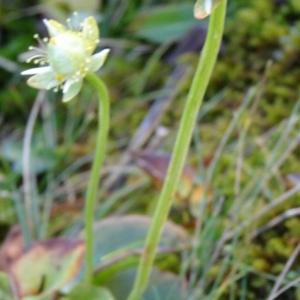 Photographie n°205090 du taxon Parnassia palustris L.