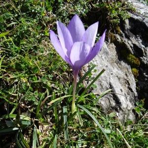 Photographie n°205091 du taxon Crocus nudiflorus Sm. [1798]