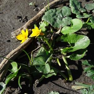 Photographie n°205095 du taxon Caltha palustris L. [1753]