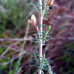 Photographie n°205097 du taxon Erica cinerea L. [1753]