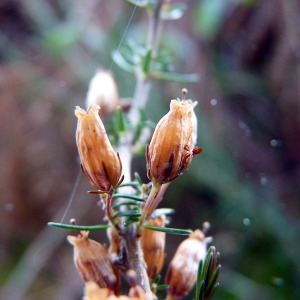 Photographie n°205098 du taxon Erica cinerea L. [1753]