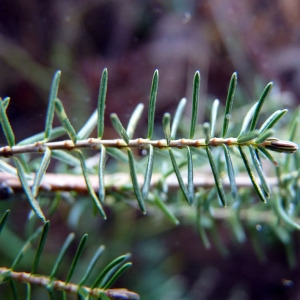 Photographie n°205100 du taxon Erica cinerea L. [1753]