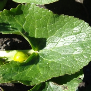 Photographie n°205102 du taxon Caltha palustris L. [1753]