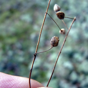 Photographie n°205105 du taxon Tuberaria guttata (L.) Fourr. [1868]