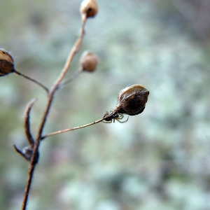 Photographie n°205106 du taxon Tuberaria guttata (L.) Fourr. [1868]