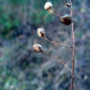 Photographie n°205110 du taxon Tuberaria guttata (L.) Fourr. [1868]