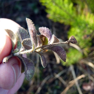 Photographie n°205117 du taxon Veronica officinalis L. [1753]