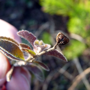 Photographie n°205118 du taxon Veronica officinalis L. [1753]