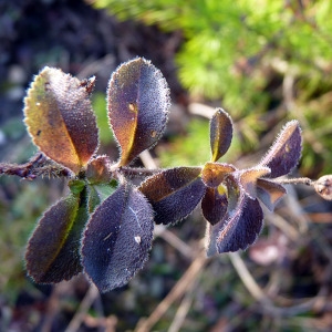 Photographie n°205120 du taxon Veronica officinalis L. [1753]