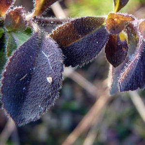 Photographie n°205122 du taxon Veronica officinalis L. [1753]