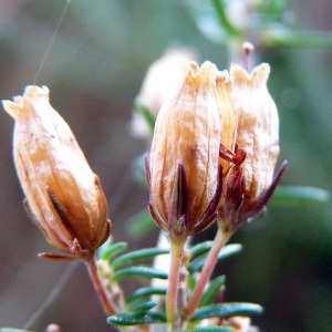 Photographie n°205124 du taxon Erica cinerea L. [1753]